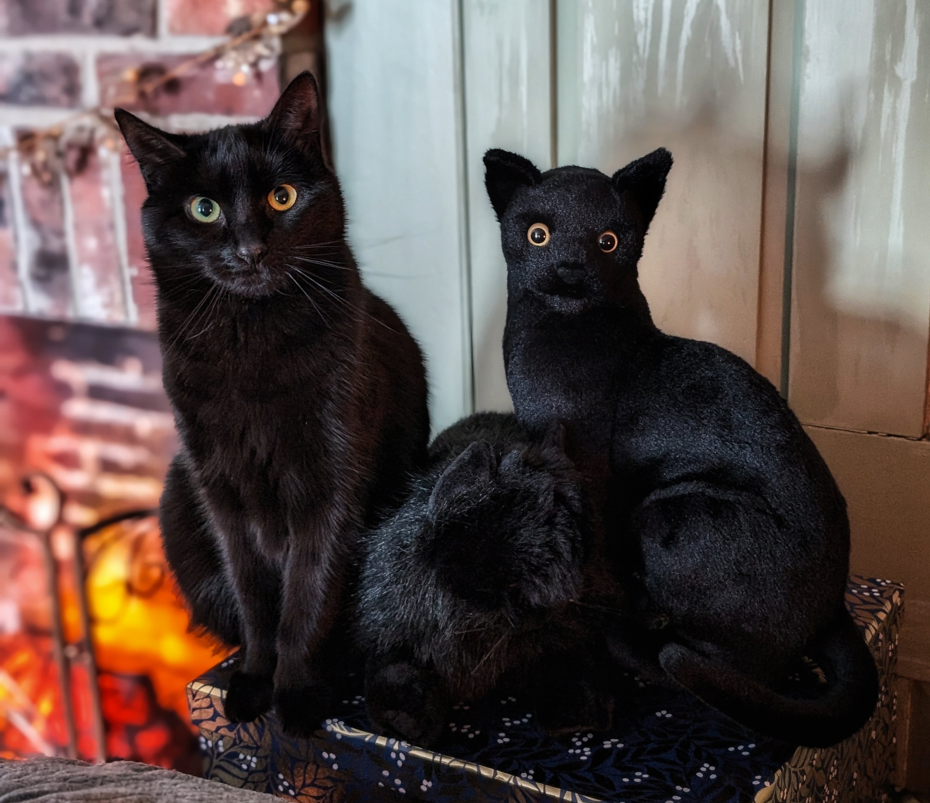 Adoptable Black Cat Plush